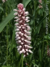 Duizendknoopfamilie [Polygonaceae]
